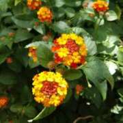 ヒメ日記 2025/08/26 14:59 投稿 蘭子 セクシーキャット 神田店