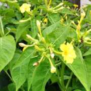 ヒメ日記 2025/09/02 14:55 投稿 蘭子 セクシーキャット 神田店