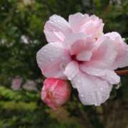 ヒメ日記 2025/09/05 14:57 投稿 蘭子 セクシーキャット 神田店