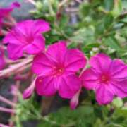 ヒメ日記 2025/09/12 14:59 投稿 蘭子 セクシーキャット 神田店