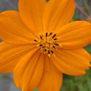 ヒメ日記 2025/09/14 15:10 投稿 蘭子 セクシーキャット 神田店