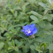 ヒメ日記 2025/09/15 15:12 投稿 蘭子 セクシーキャット 神田店