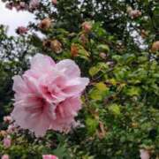 ヒメ日記 2025/09/21 14:57 投稿 蘭子 セクシーキャット 神田店