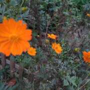 ヒメ日記 2025/09/23 15:01 投稿 蘭子 セクシーキャット 神田店