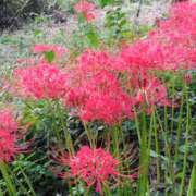 ヒメ日記 2025/09/28 15:12 投稿 蘭子 セクシーキャット 神田店