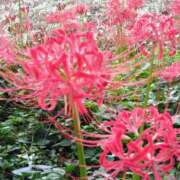 ヒメ日記 2025/09/29 15:11 投稿 蘭子 セクシーキャット 神田店