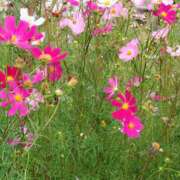 ヒメ日記 2025/09/30 15:20 投稿 蘭子 セクシーキャット 神田店