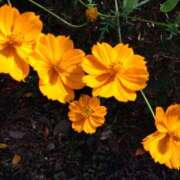 ヒメ日記 2025/10/03 14:47 投稿 蘭子 セクシーキャット 神田店