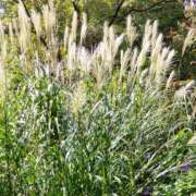 ヒメ日記 2025/10/06 14:58 投稿 蘭子 セクシーキャット 神田店