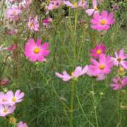 ヒメ日記 2025/10/07 15:02 投稿 蘭子 セクシーキャット 神田店