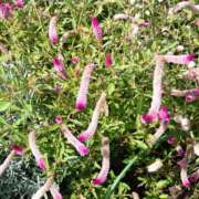 ヒメ日記 2025/10/10 15:00 投稿 蘭子 セクシーキャット 神田店