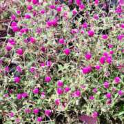 ヒメ日記 2025/10/12 14:49 投稿 蘭子 セクシーキャット 神田店