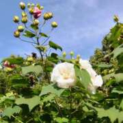 ヒメ日記 2025/10/13 14:55 投稿 蘭子 セクシーキャット 神田店