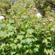 ヒメ日記 2025/10/14 15:07 投稿 蘭子 セクシーキャット 神田店