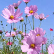 ヒメ日記 2025/10/17 15:00 投稿 蘭子 セクシーキャット 神田店