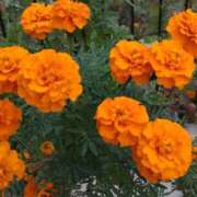 ヒメ日記 2025/10/19 15:06 投稿 蘭子 セクシーキャット 神田店