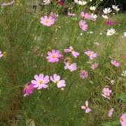 ヒメ日記 2025/10/24 15:02 投稿 蘭子 セクシーキャット 神田店