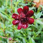 ヒメ日記 2025/10/26 15:09 投稿 蘭子 セクシーキャット 神田店