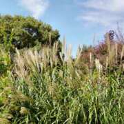 ヒメ日記 2025/11/03 15:16 投稿 蘭子 セクシーキャット 神田店