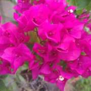 ヒメ日記 2025/11/04 15:15 投稿 蘭子 セクシーキャット 神田店