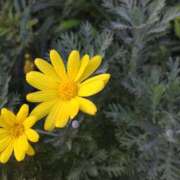 ヒメ日記 2025/11/07 14:58 投稿 蘭子 セクシーキャット 神田店