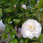 ヒメ日記 2025/11/09 15:16 投稿 蘭子 セクシーキャット 神田店