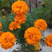 ヒメ日記 2025/11/10 14:48 投稿 蘭子 セクシーキャット 神田店