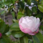 ヒメ日記 2025/11/11 14:48 投稿 蘭子 セクシーキャット 神田店