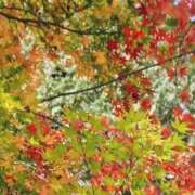 ヒメ日記 2025/11/14 14:59 投稿 蘭子 セクシーキャット 神田店