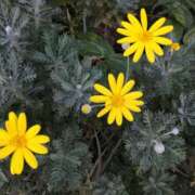 ヒメ日記 2025/11/16 15:02 投稿 蘭子 セクシーキャット 神田店