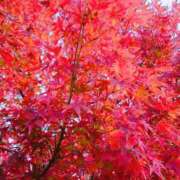 ヒメ日記 2025/11/17 14:54 投稿 蘭子 セクシーキャット 神田店