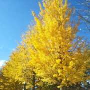 ヒメ日記 2025/11/21 14:55 投稿 蘭子 セクシーキャット 神田店