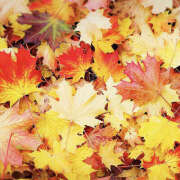 ヒメ日記 2025/11/23 14:49 投稿 蘭子 セクシーキャット 神田店