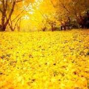 ヒメ日記 2025/11/24 14:43 投稿 蘭子 セクシーキャット 神田店