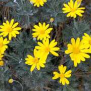 ヒメ日記 2025/11/25 14:48 投稿 蘭子 セクシーキャット 神田店