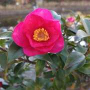 ヒメ日記 2025/12/07 14:58 投稿 蘭子 セクシーキャット 神田店