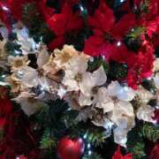 ヒメ日記 2025/12/09 14:56 投稿 蘭子 セクシーキャット 神田店