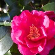 ヒメ日記 2025/12/12 14:59 投稿 蘭子 セクシーキャット 神田店