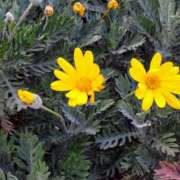 蘭子 こんにちは セクシーキャット 神田店