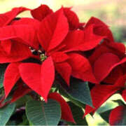 ヒメ日記 2025/12/16 14:54 投稿 蘭子 セクシーキャット 神田店