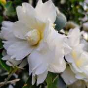 ヒメ日記 2025/12/26 15:08 投稿 蘭子 セクシーキャット 神田店