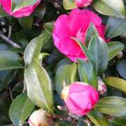 ヒメ日記 2026/01/04 15:05 投稿 蘭子 セクシーキャット 神田店