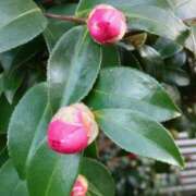 ヒメ日記 2026/01/05 15:01 投稿 蘭子 セクシーキャット 神田店