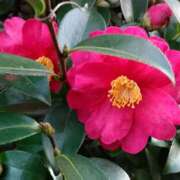 ヒメ日記 2026/01/11 14:52 投稿 蘭子 セクシーキャット 神田店