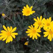 ヒメ日記 2026/01/12 15:10 投稿 蘭子 セクシーキャット 神田店