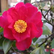 ヒメ日記 2026/01/13 14:48 投稿 蘭子 セクシーキャット 神田店