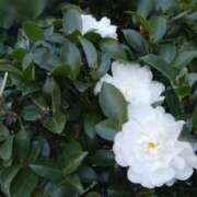 ヒメ日記 2026/01/18 14:46 投稿 蘭子 セクシーキャット 神田店