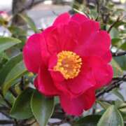 ヒメ日記 2026/01/19 14:46 投稿 蘭子 セクシーキャット 神田店