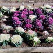 ヒメ日記 2026/01/23 14:50 投稿 蘭子 セクシーキャット 神田店