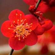 ヒメ日記 2026/01/25 15:18 投稿 蘭子 セクシーキャット 神田店